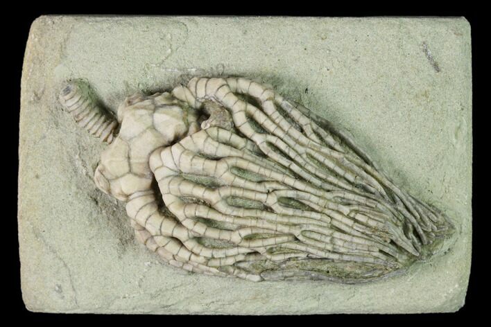 Fossil Crinoid (Cyathocrinites) - Crawfordsville, Indiana #150432